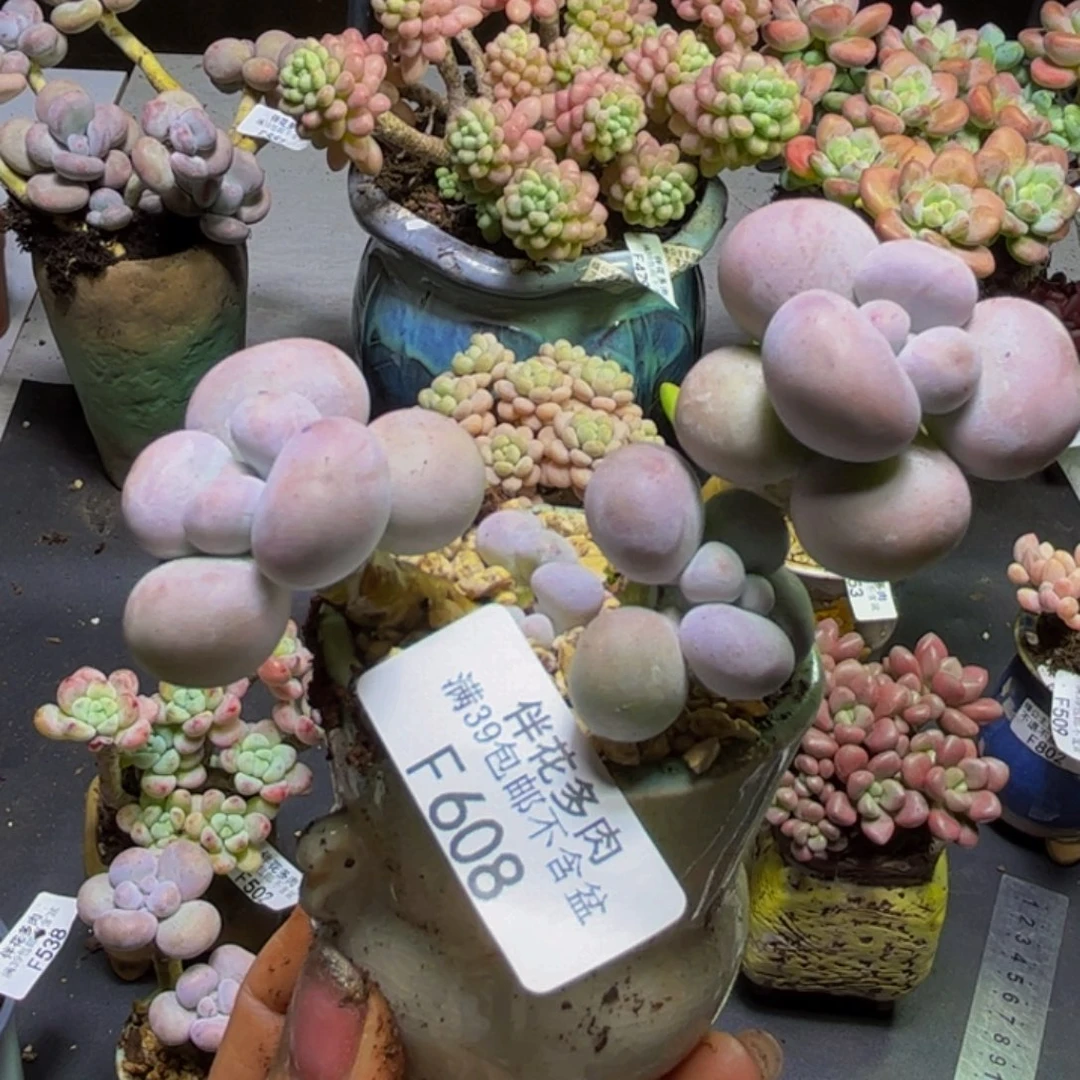 芭比奶酪608/8cm多肉