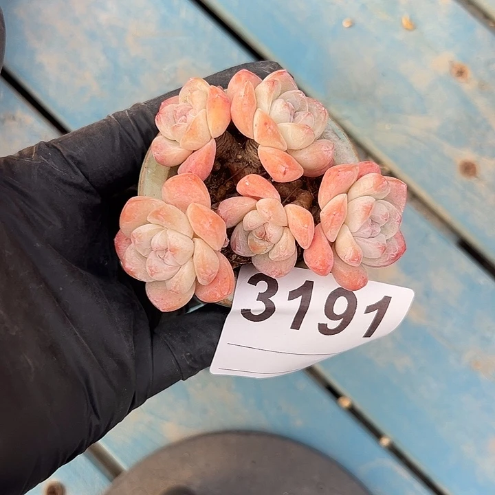 3191，五头冰玉带盆发的