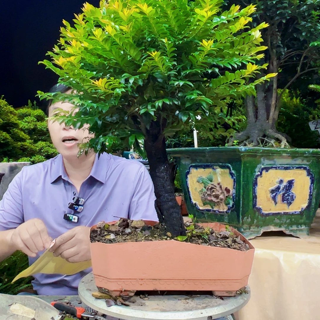 无花朵纯***钠12345678