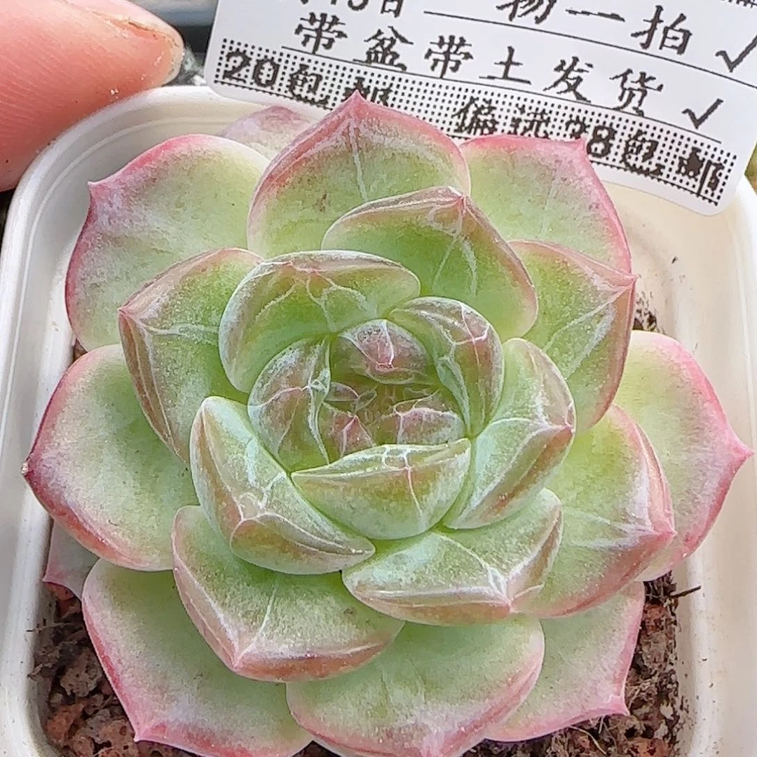 多肉0915--364无尽灯