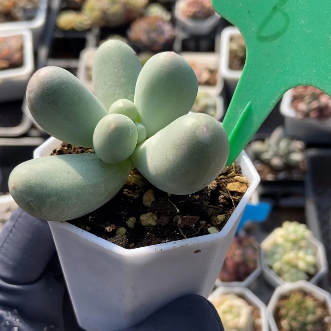 6米可奶多肉植物