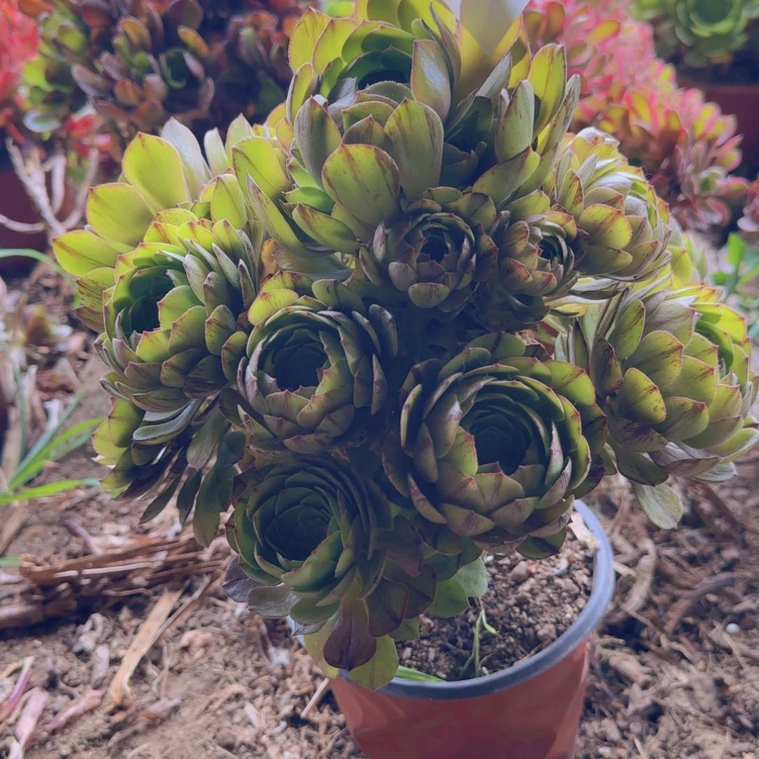 44号。万拉丝。 冠服。28