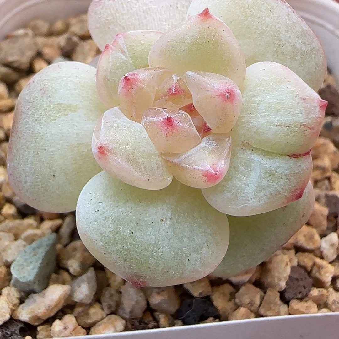 美****【满29包邮非偏远】212石化糖心