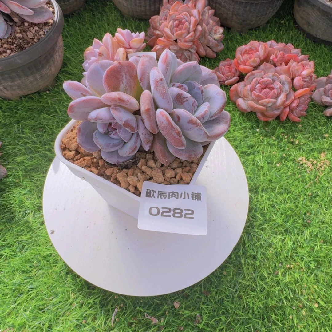 夕****多肉植物石榴籽十级福利0282