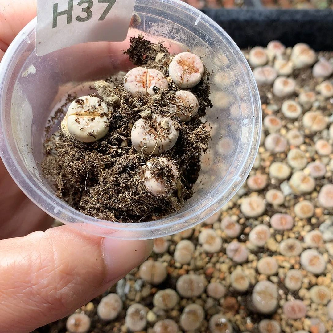 镜*H37多肉植物保护