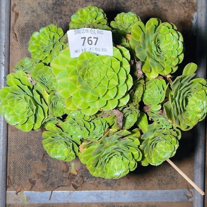 767翡翠琉璃多肉植物