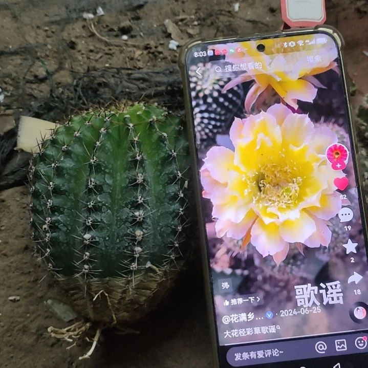 仙人球彩草歌谣带根