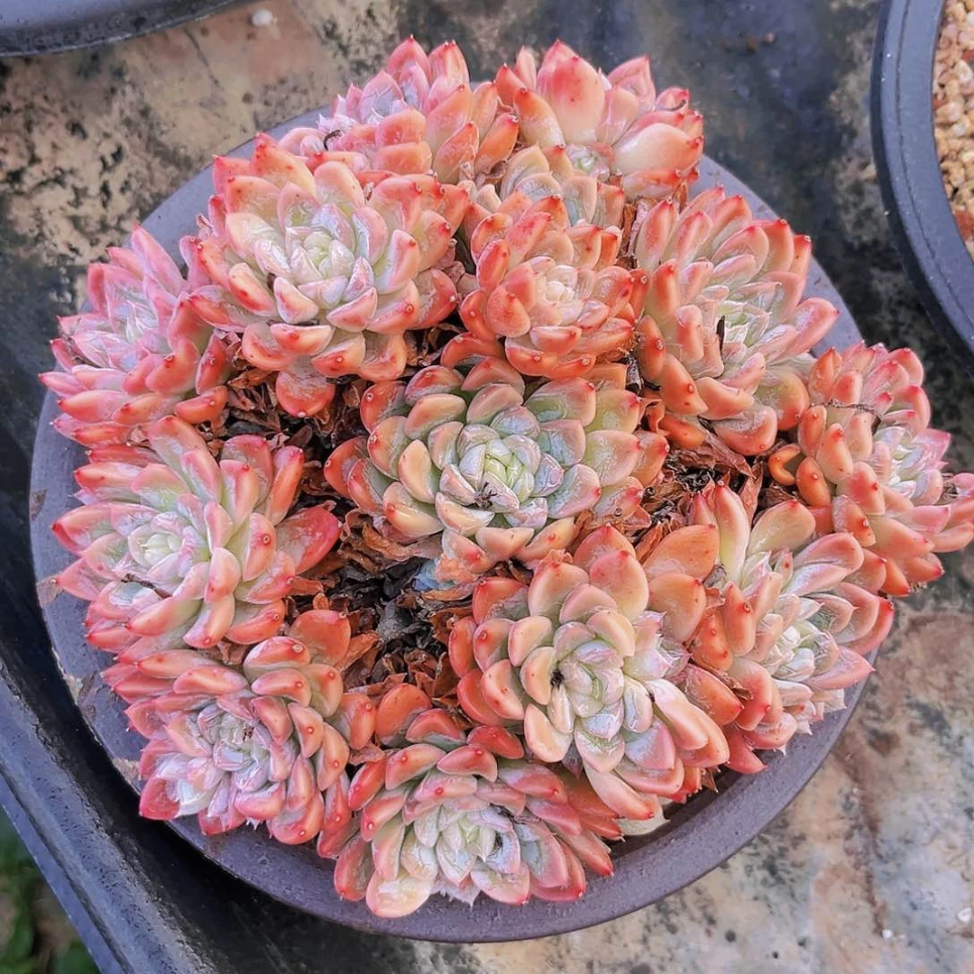 艾莎公主19公分899888888