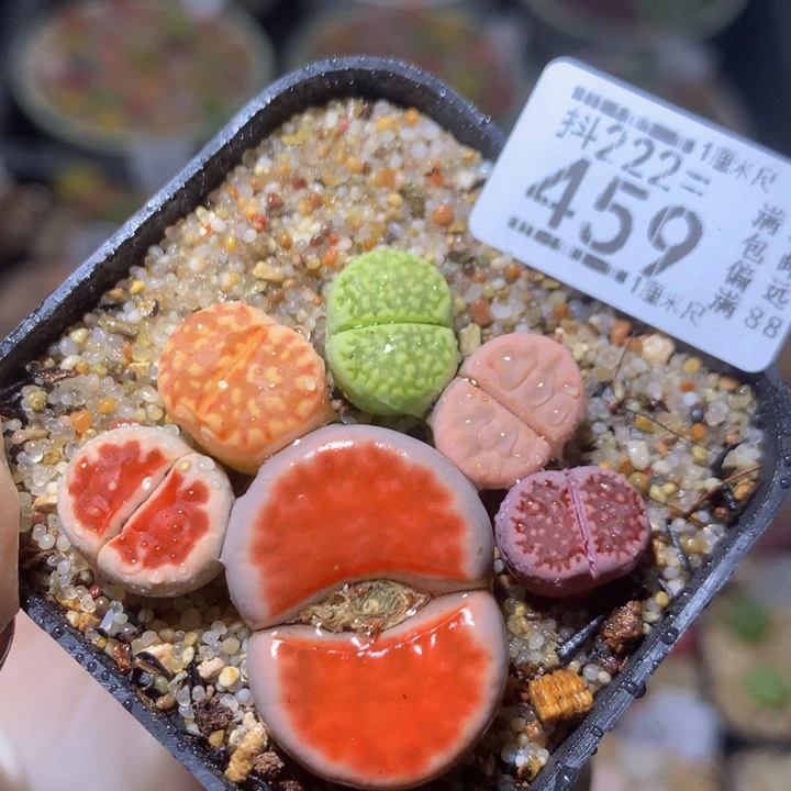 精品生石花222.459