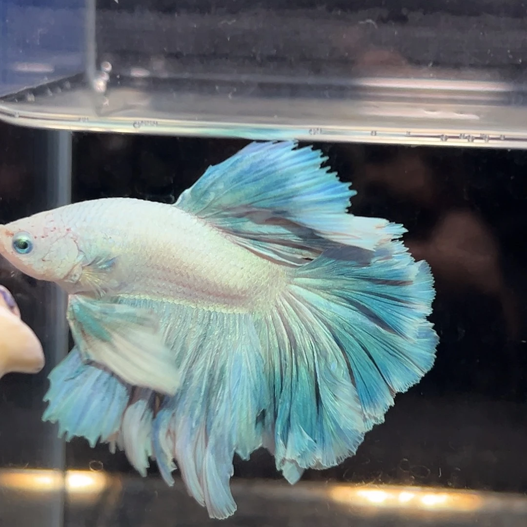 斗鱼14号任选两只8折，一只看个人能力