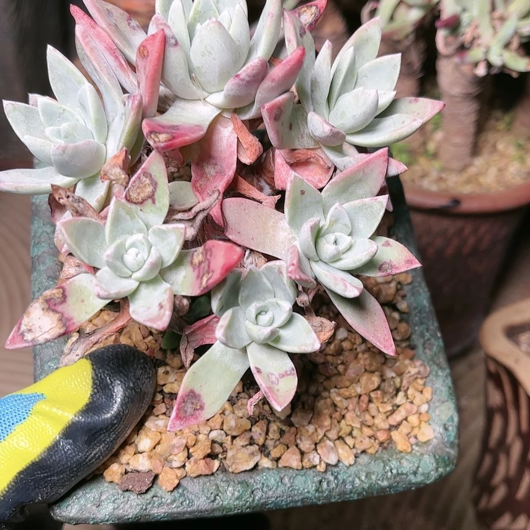 9681泡芙仙女杯多肉