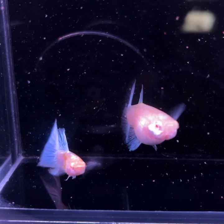 孔雀鱼大角尾蓝白1对
