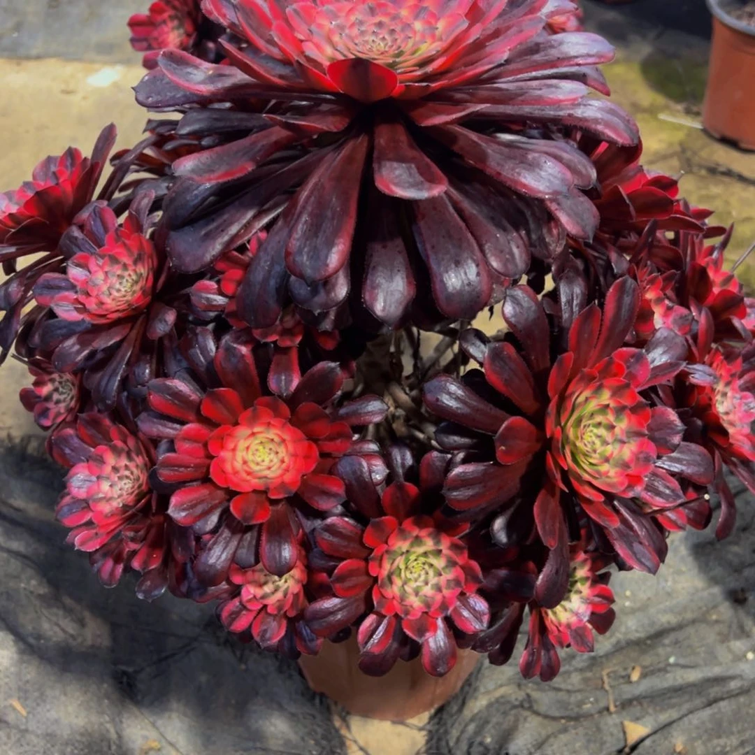 饅*975女儿红法师，多肉植物