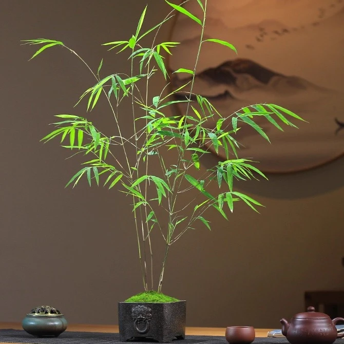 办公室绿植竹子文竹盆景室内桌面禅意水培植物