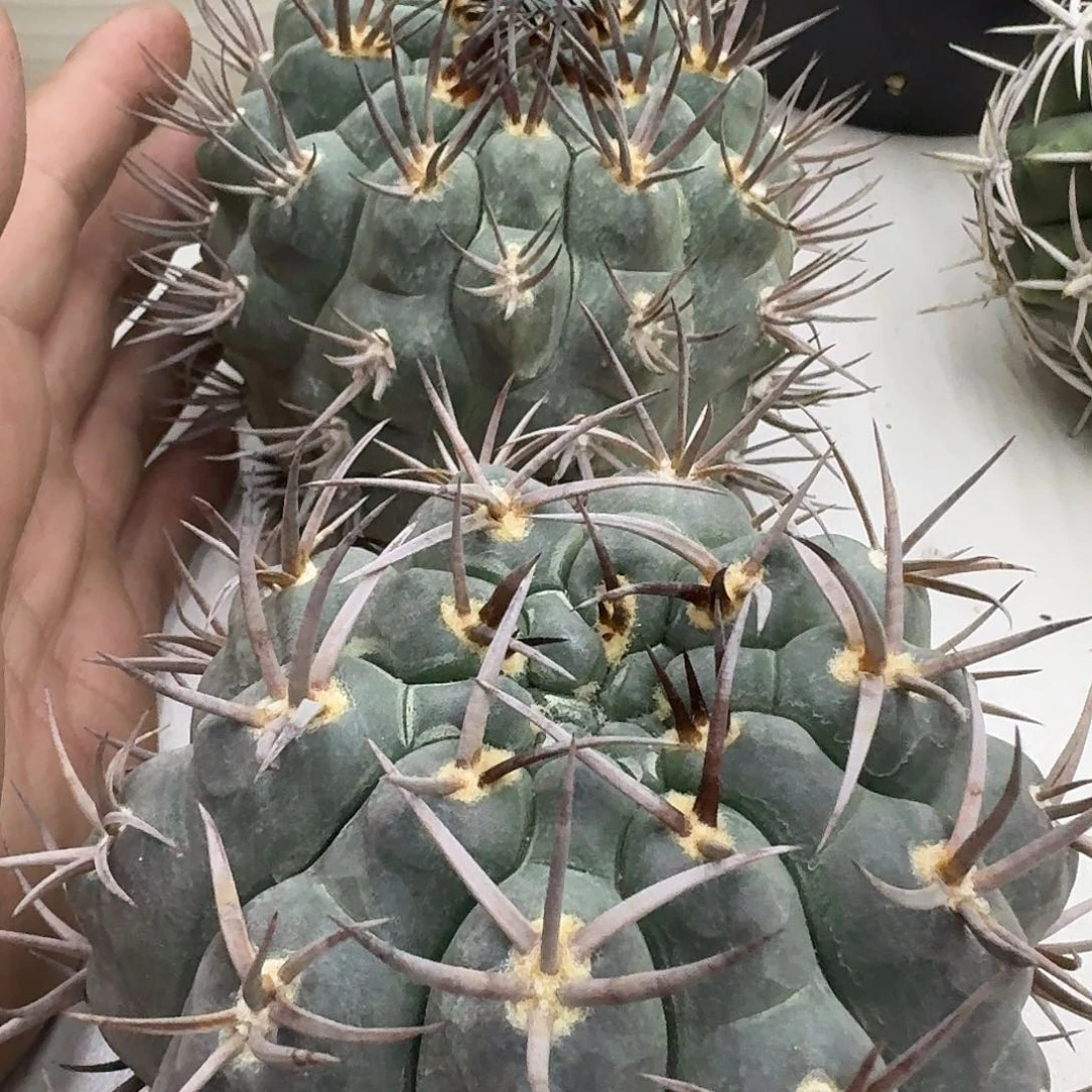 福利两个守金摩天龙，暂未开根