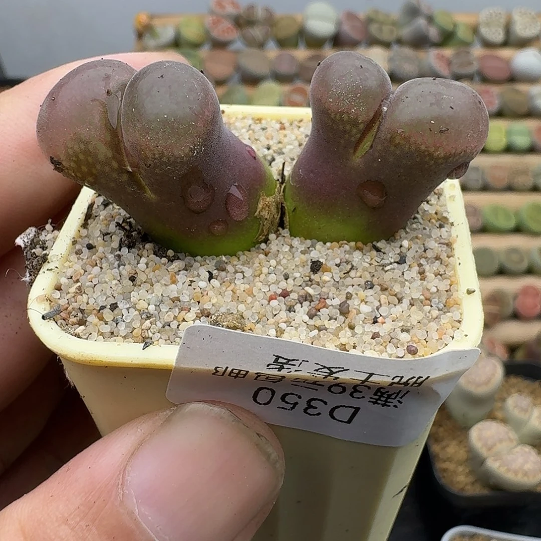 350多肉哈哈哈哈哈哈哈