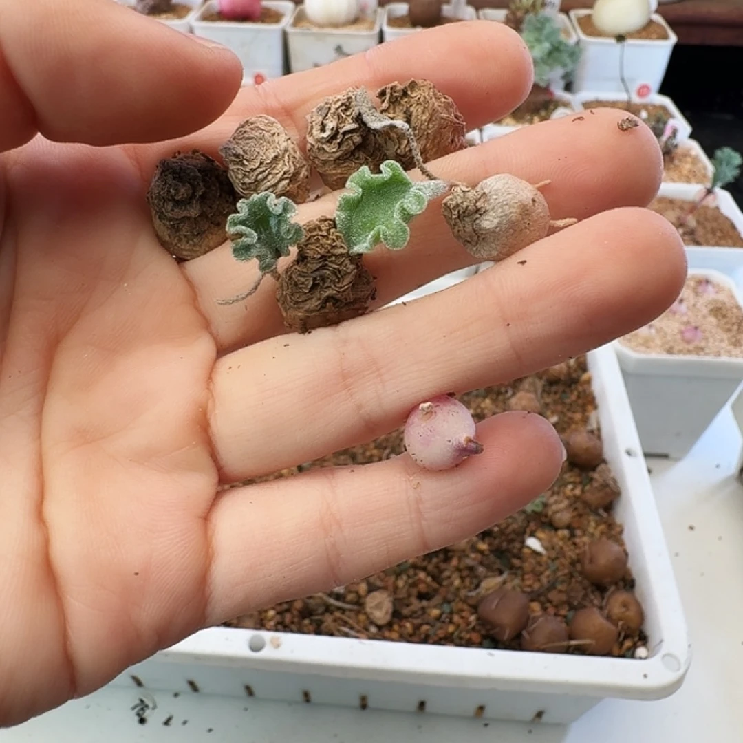 六***六多肉植物福利植物冰晶海带360