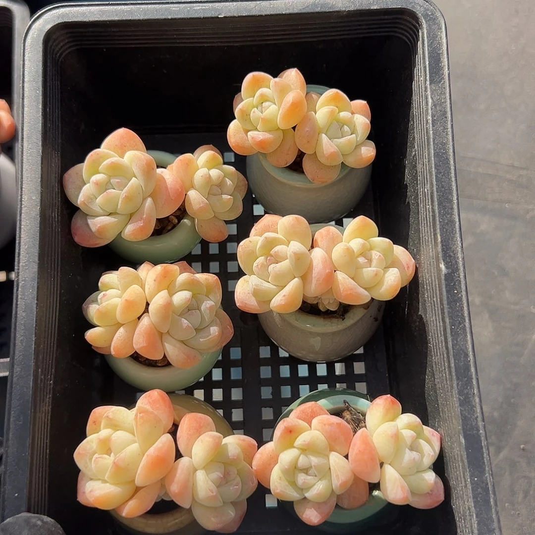 2374，六个双头冰玉带盆发