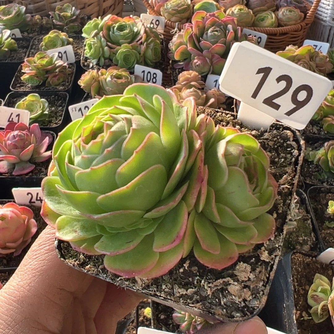 金毛129山地玫瑰多肉