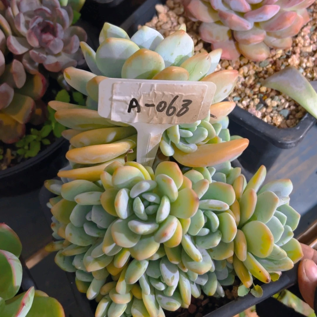 多肉植物68号一物一拍