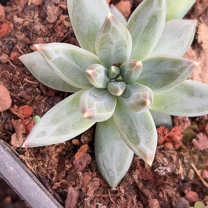 暗纹美人特价多肉