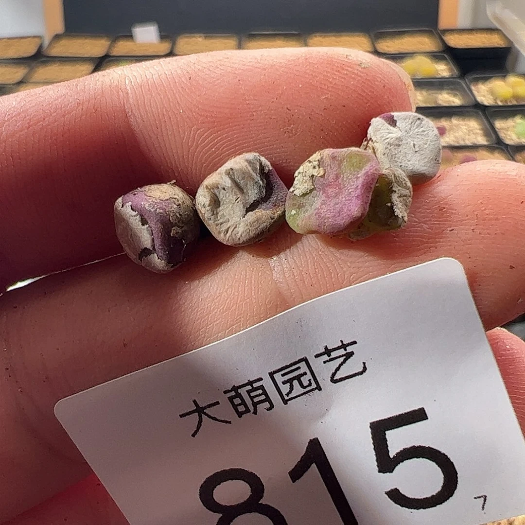 0000815 一物一拍……