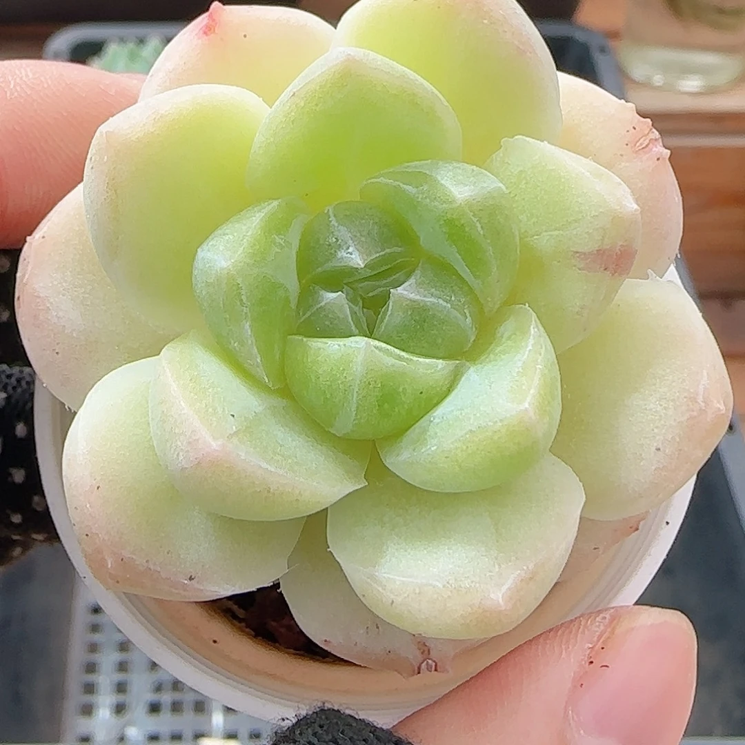 多肉0925--77白桃汽水
