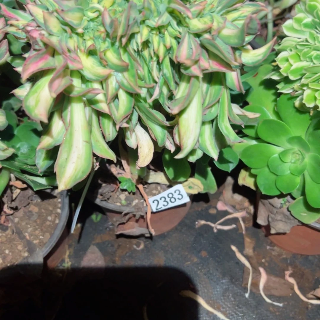 我2383 号多肉植物法师新年福利