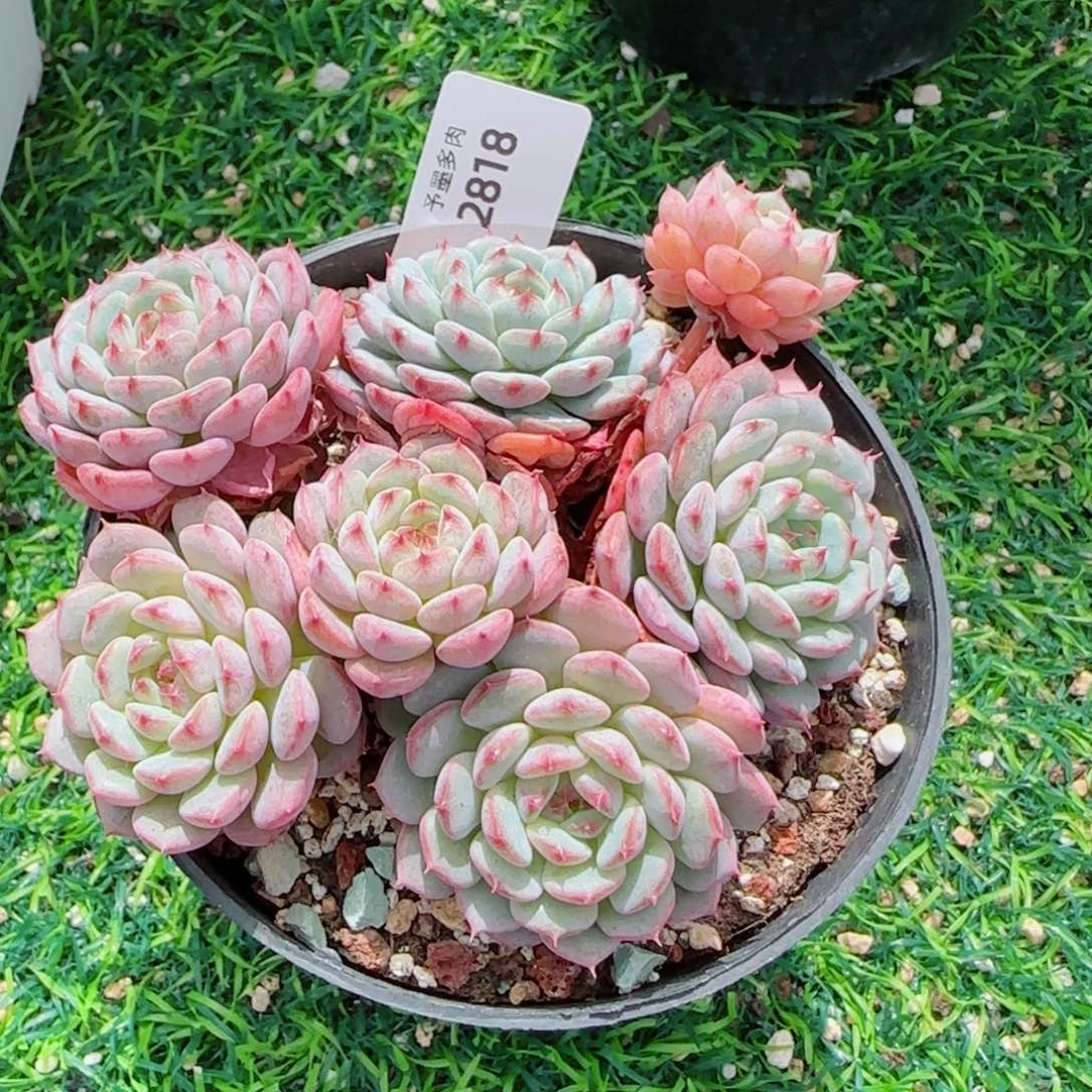 白胖子群，2818多肉植物