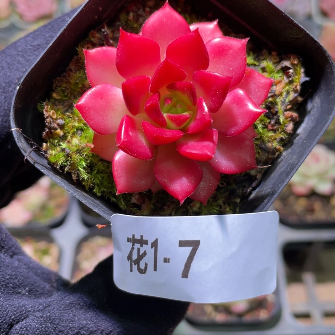 花利美1-7蒂亚单头