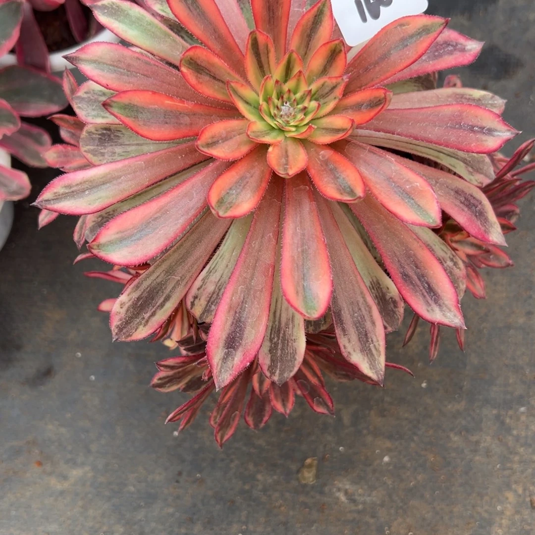 160变异多肉多肉多肉