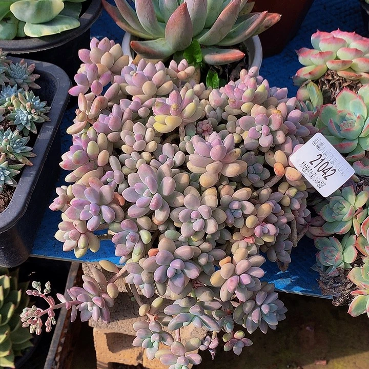 三***娃    艾桃多肉21042