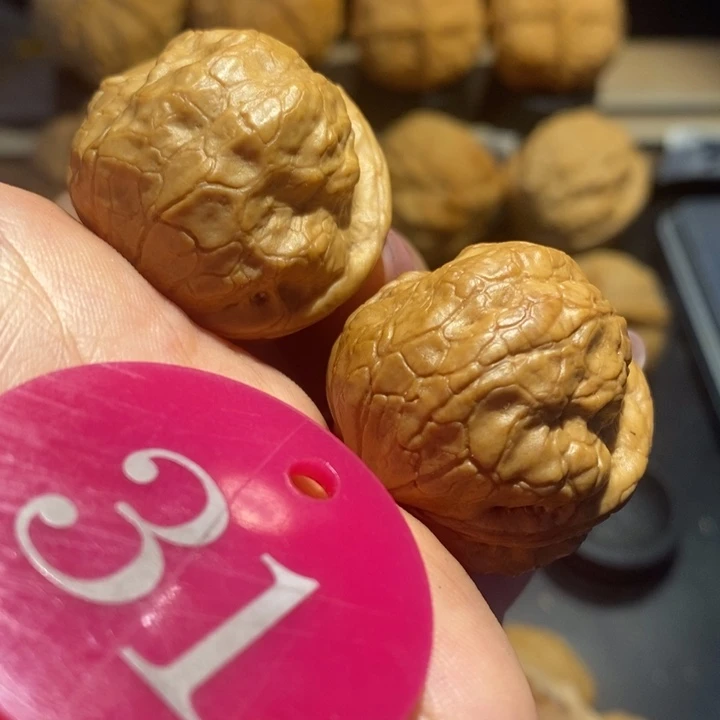 核桃糕*味金好好鹦鹉尺寸32