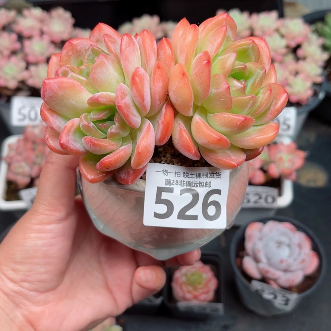 全明星老桩无盆土发货