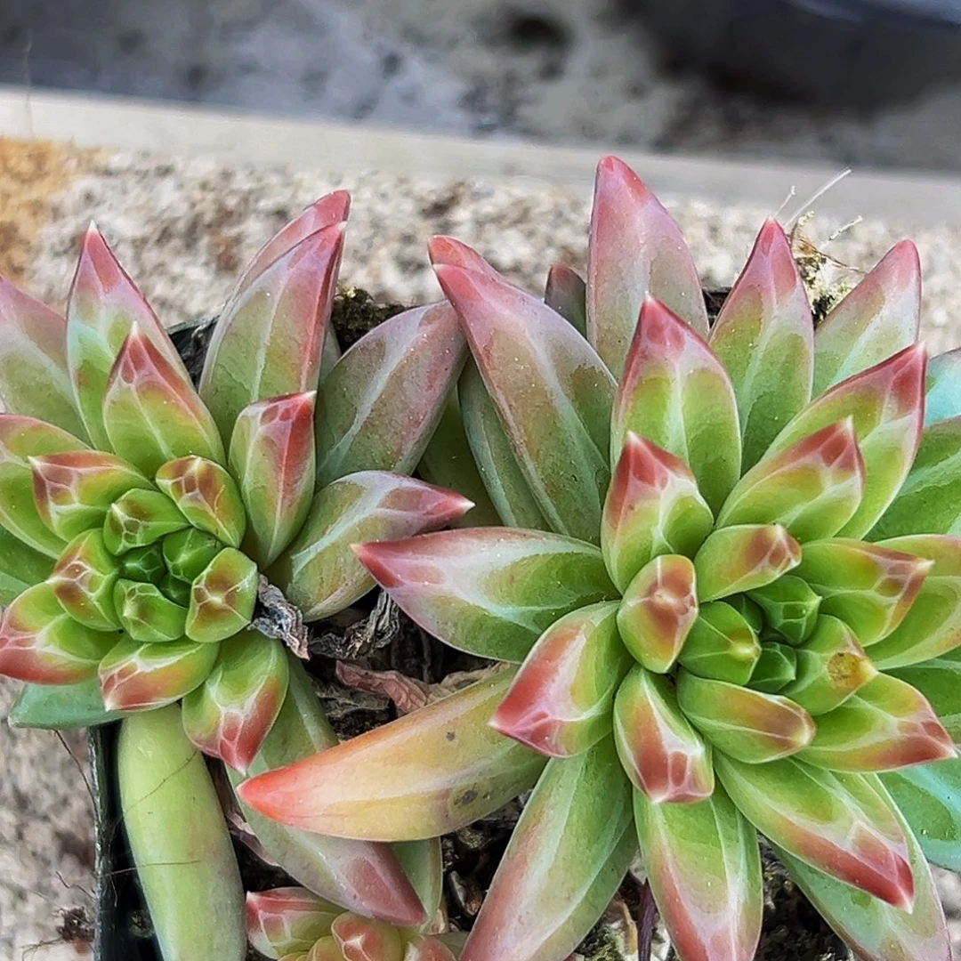 桔云多肉美人精品系列