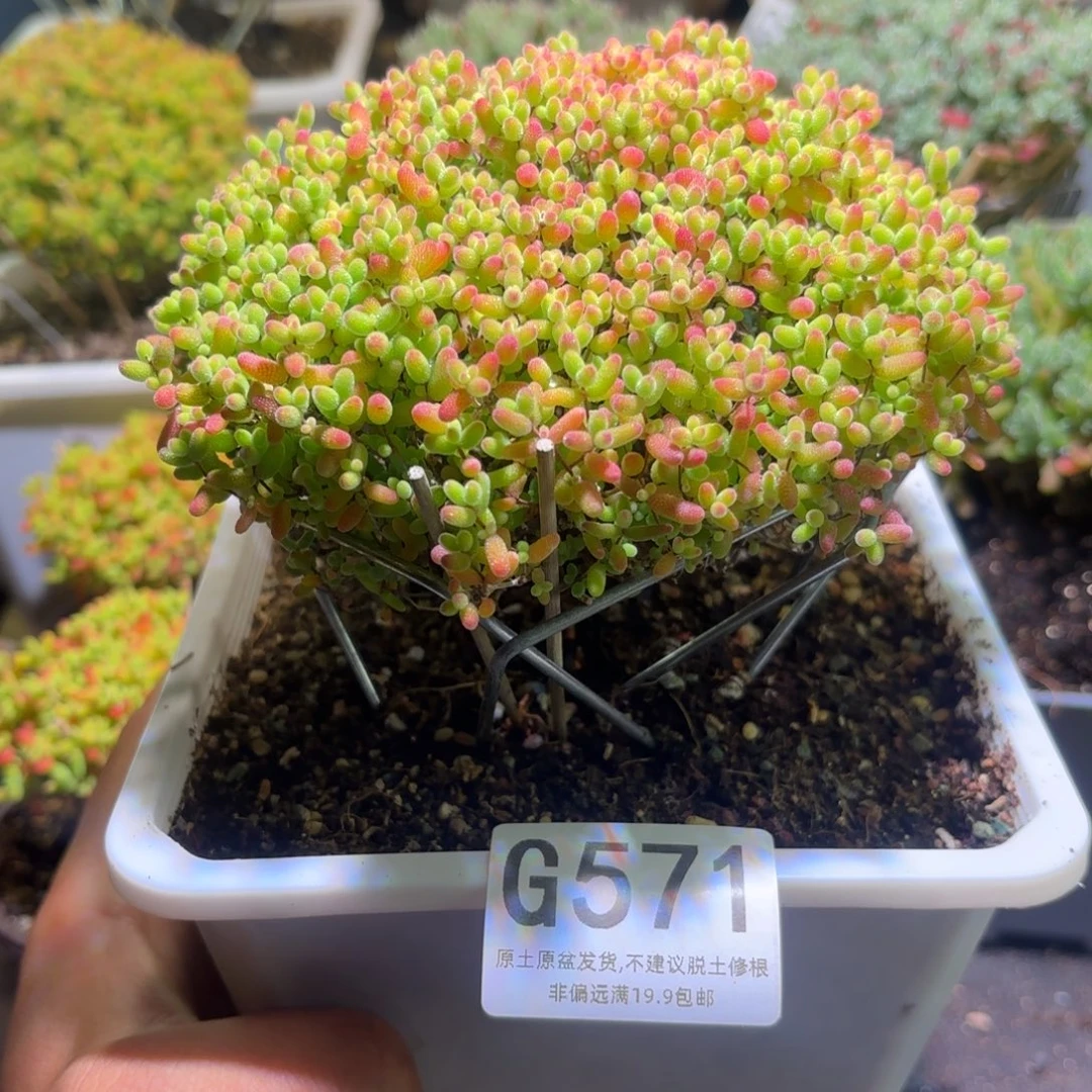 枝干番杏密橘糖球G571