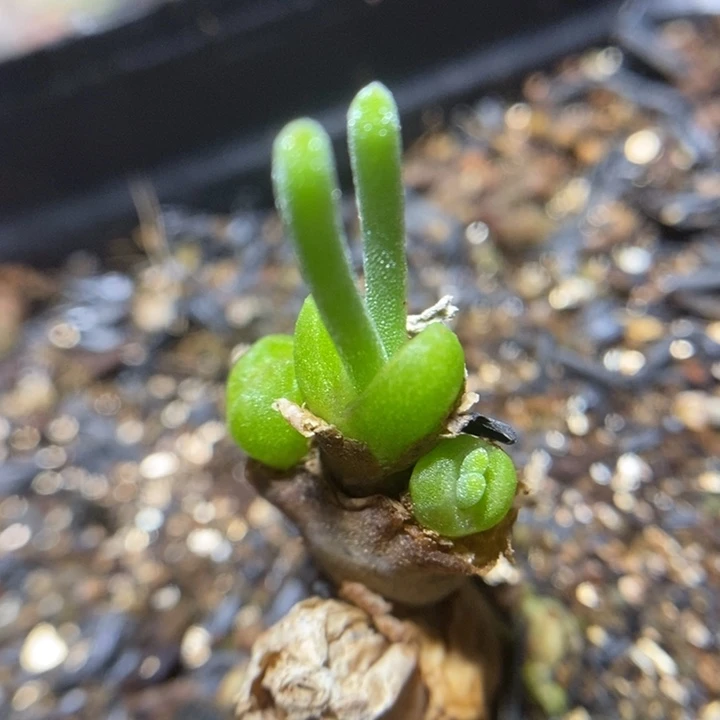 漂亮兔子3头特价秒