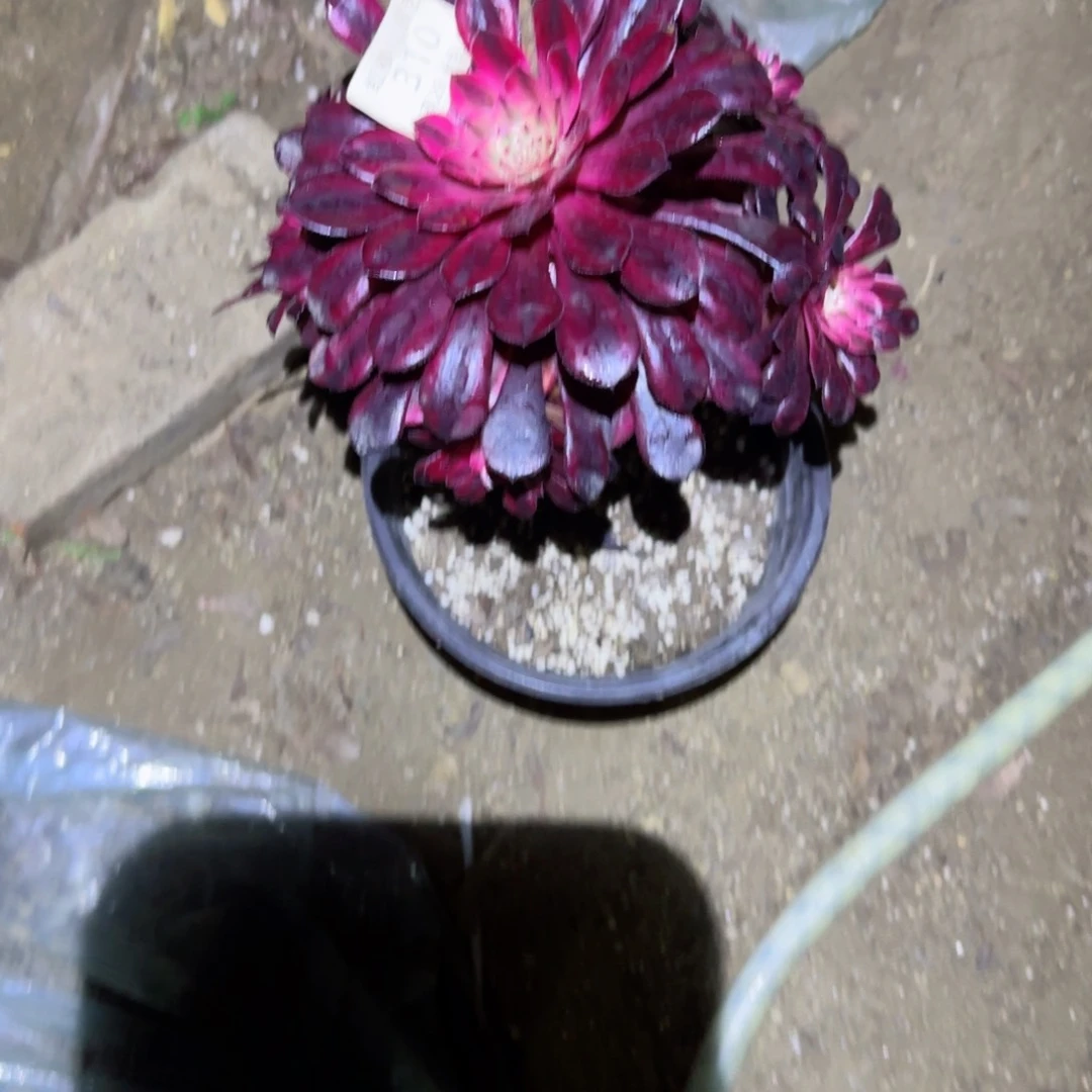 黑瞳法师多肉310