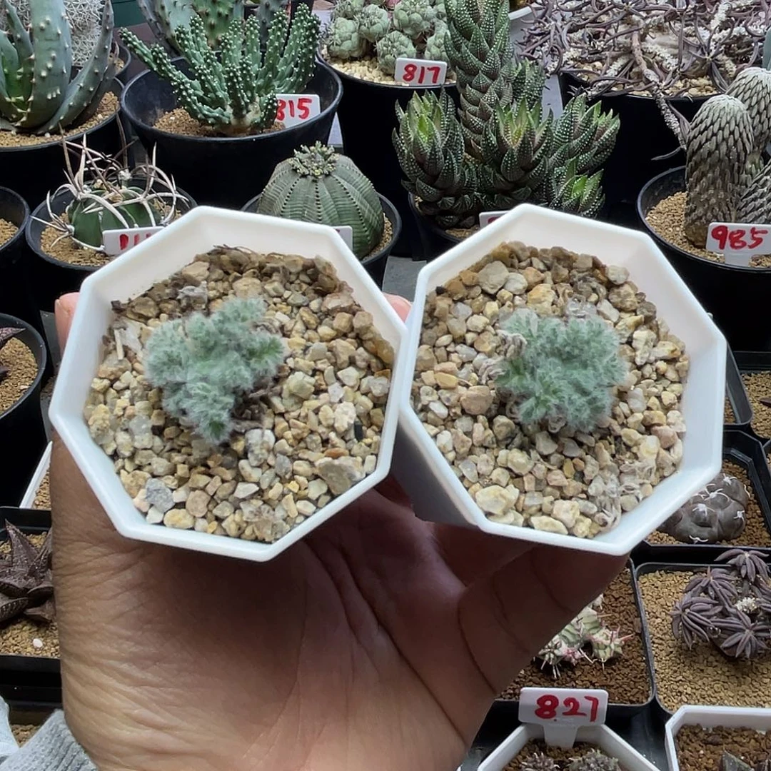 实生2颗羽叶洋葵 带盆土包邮