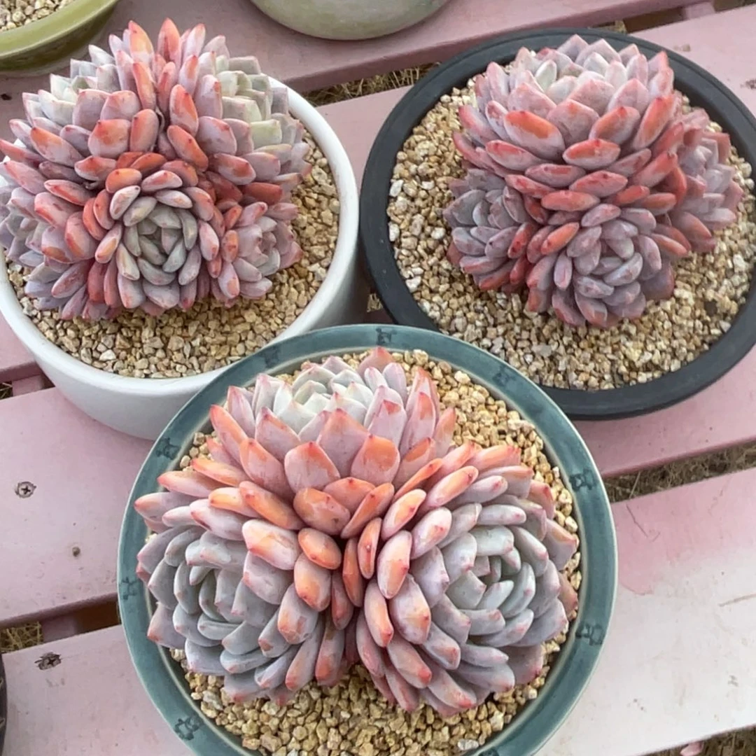 活***。橙子一物一拍链接