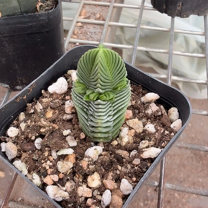 绿塔单头球2仙人球