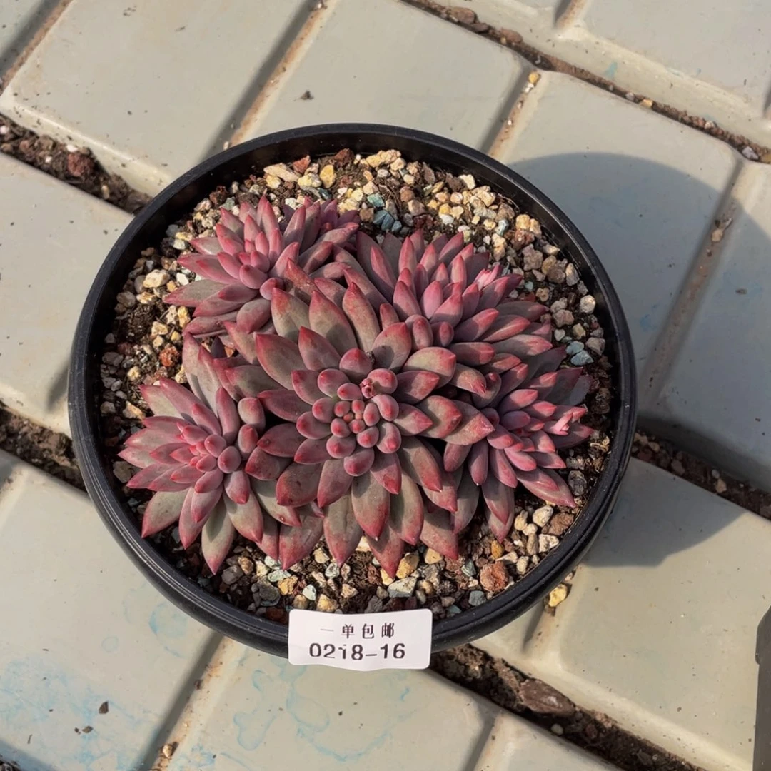 油*了0218-16-虞美人。。。。。。