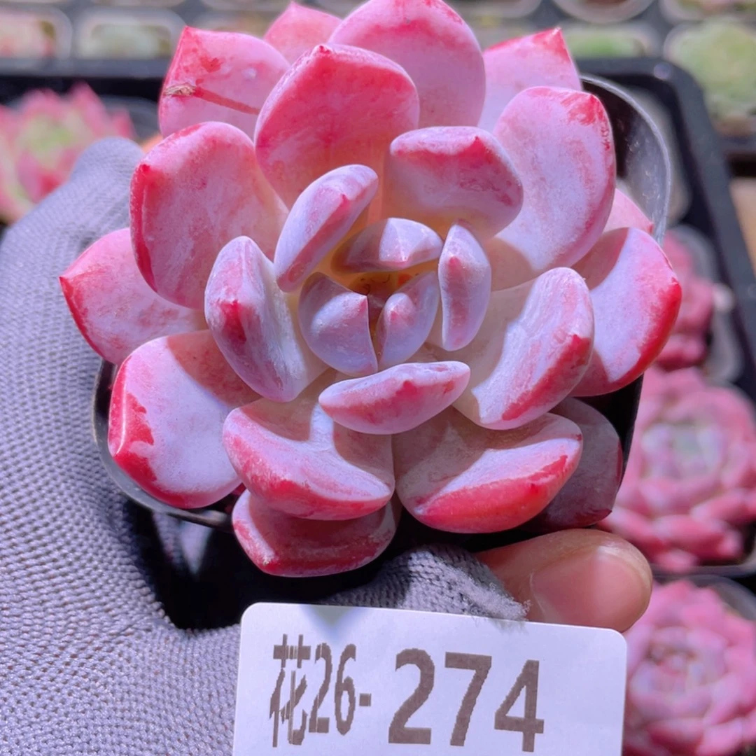 花利美26-274橙梦露