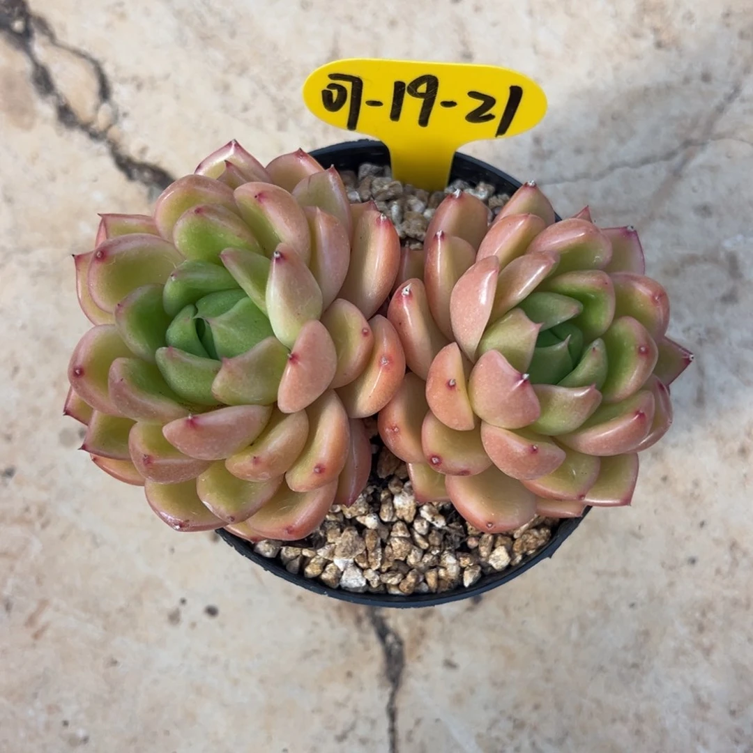 奕*宝07-19-21白玫瑰多肉植物