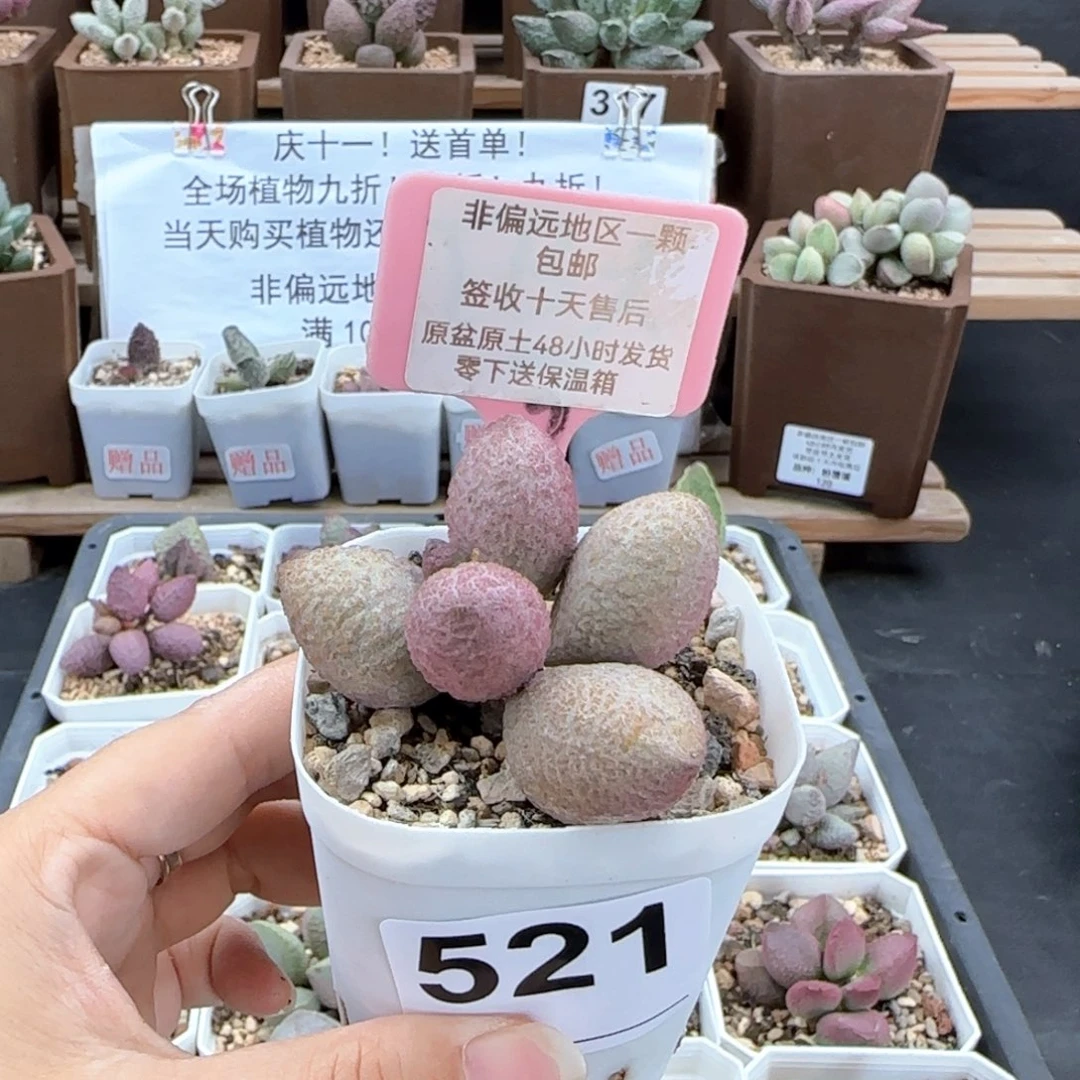 521服部多肉植物