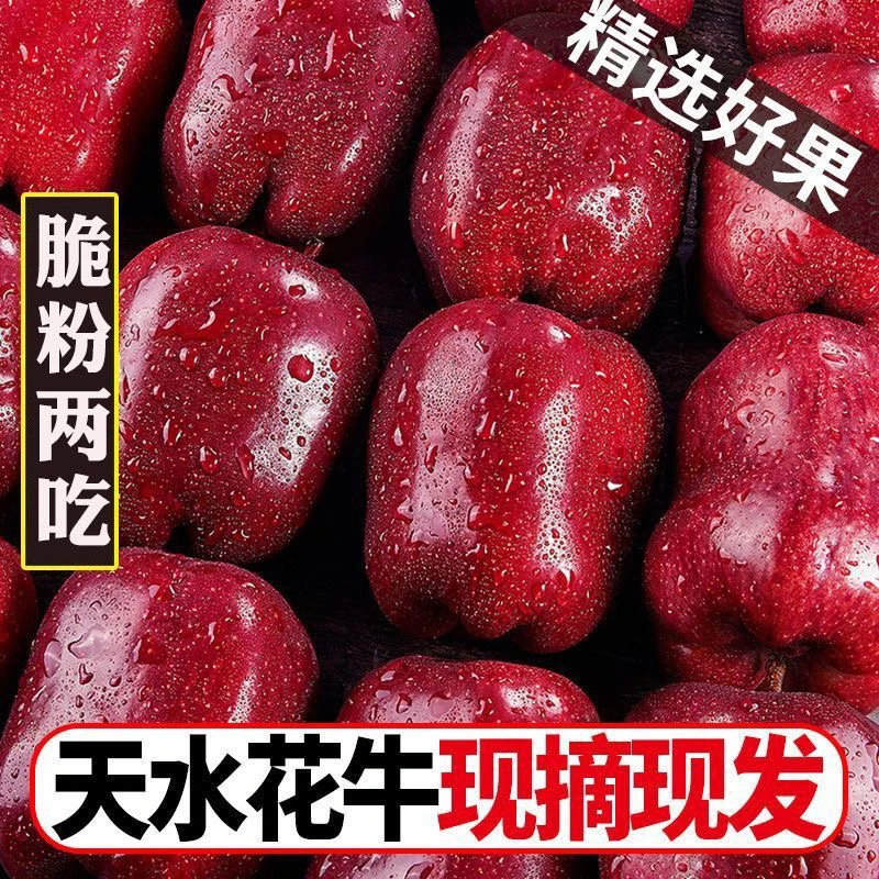 甘肃天水花牛苹果水果新鲜整箱包邮粉面刮泥蛇果应季苹果整箱