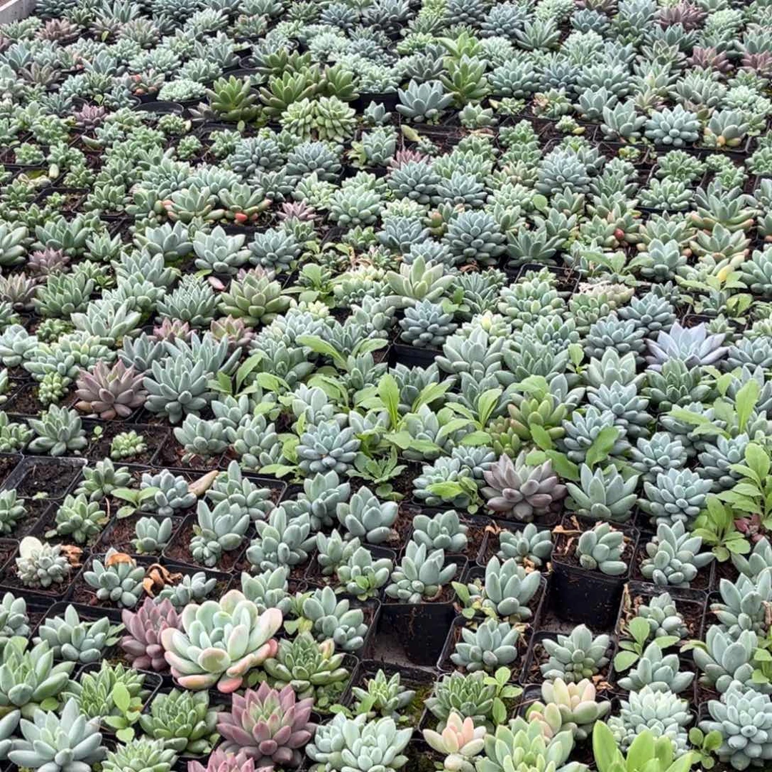 随机六颗美人系多肉植物