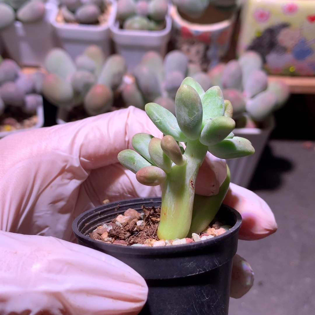 芒果奶酪多肉芒果奶