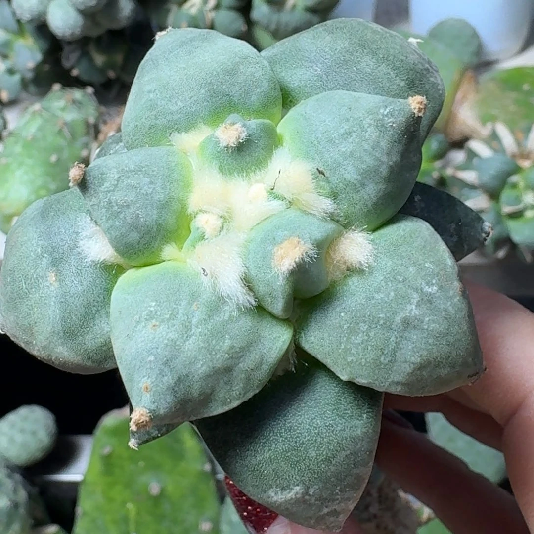 【闪购商品】无花朵凨**夙达摩丸尤099