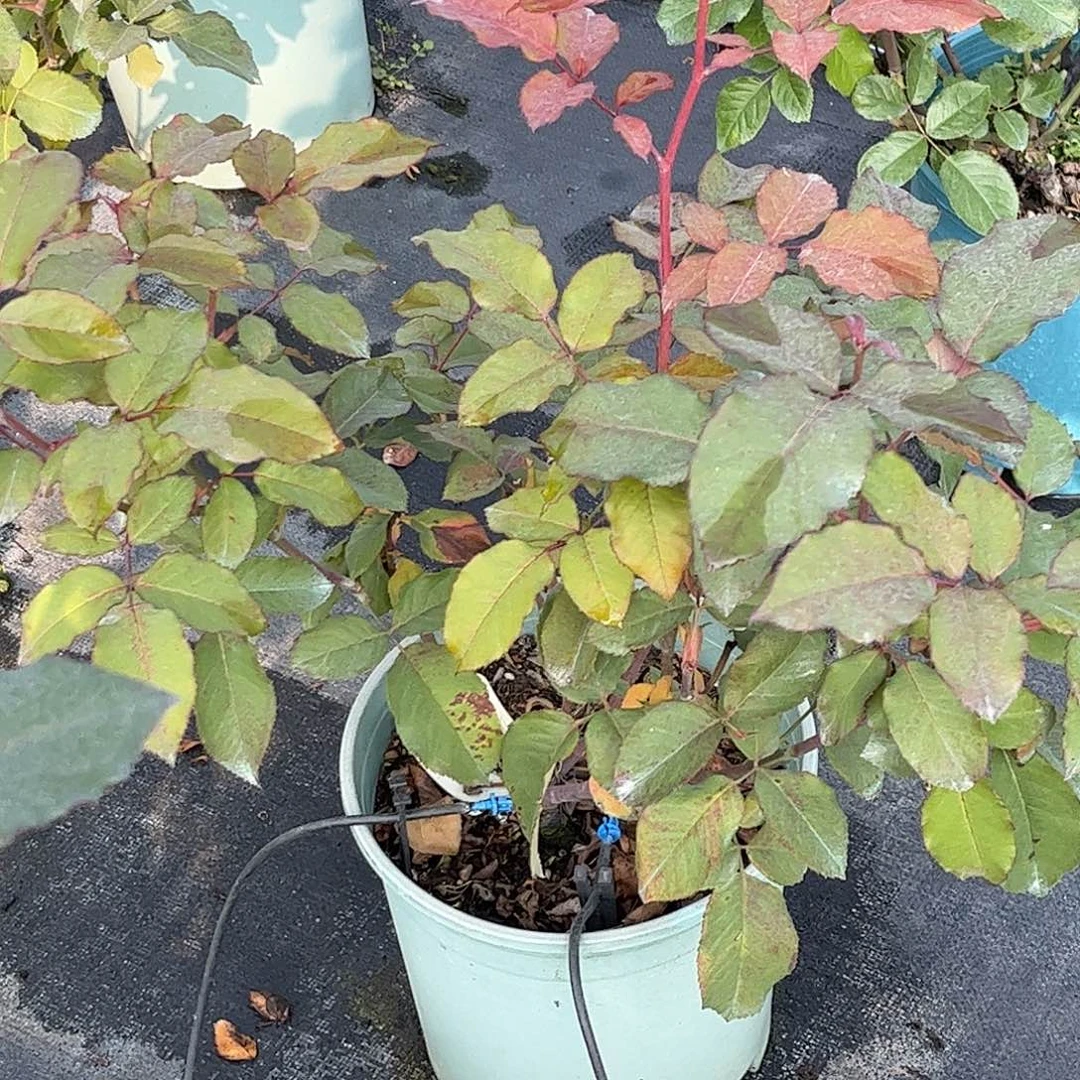 无花朵苏珊，1.8加仑土球发货